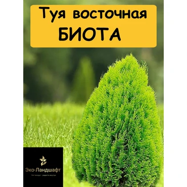 Туя восточная Окул (Биота)