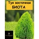 Туя восточная Окул (Биота)