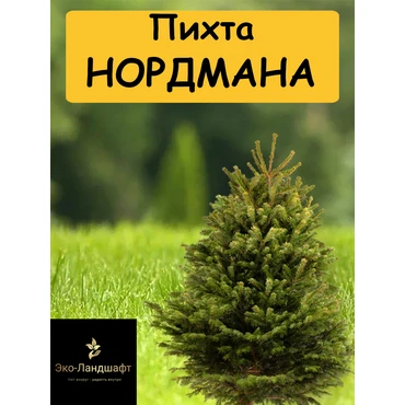 Пихта Нордмана