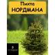 Пихта Нордмана
