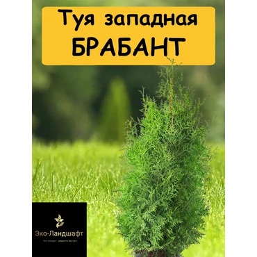 Туя западная Брабант