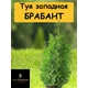 Туя западная Брабант