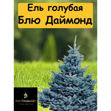 Голубая ель Блю Даймонд