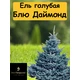 Голубая ель Блю Даймонд