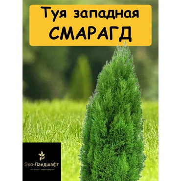 Туя западная Смарагд