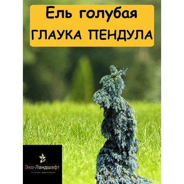 Голубая ель Глаука Пендула